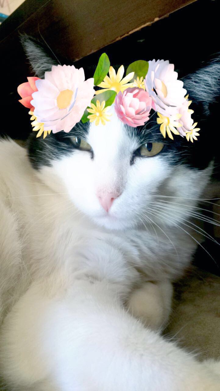 La verdadera gata Gotita